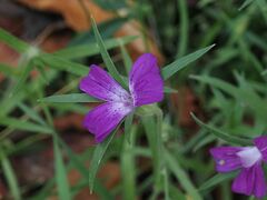 Agrostemma githago