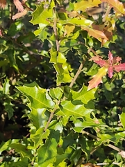 Quercus vaseyana