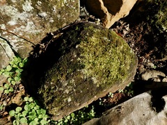 Entodon cladorrhizans