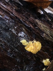 Agaricomycotina