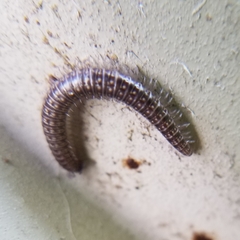 Cleidogona