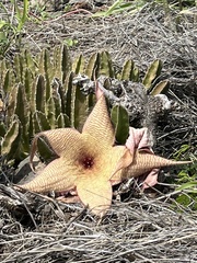 Stapelia gigantea