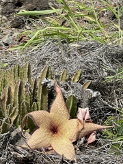 Stapelia gigantea