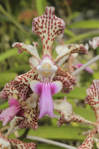 Vanda suavis