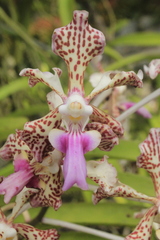 Vanda tricolor suavis