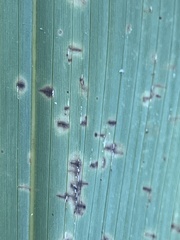 Botryosphaeria dothidea