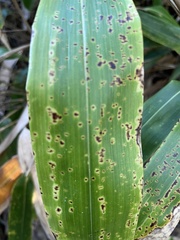 Botryosphaeria dothidea