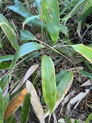 Botryosphaeria dothidea