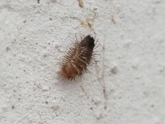 Dermestidae