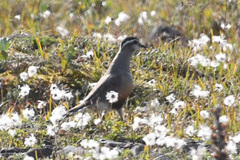 Charadrius morinellus