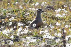 Charadrius morinellus