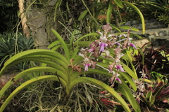 Vanda tricolor suavis