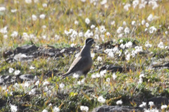 Charadrius morinellus