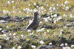 Charadrius morinellus