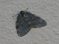 Epirrita dilutata