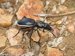 Anthia cinctipennis