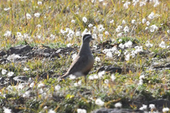 Charadrius morinellus