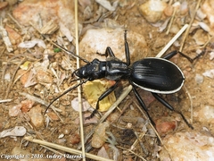 Anthia cinctipennis