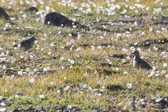 Charadrius morinellus