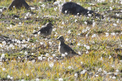 Charadrius morinellus