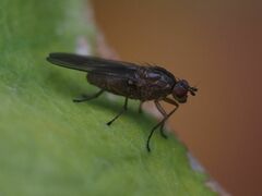 Dryomyzidae