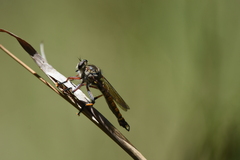 Dolopus simulans