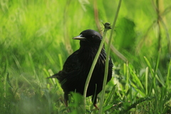 Sturnus vulgaris