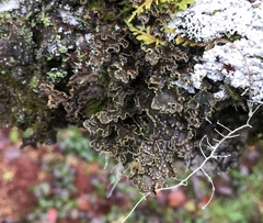 Pseudocyphellaria holarctica