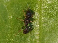 Tetramorium