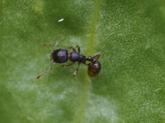 Tetramorium
