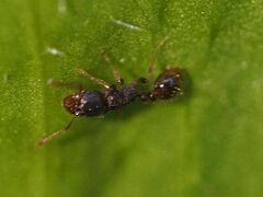 Tetramorium