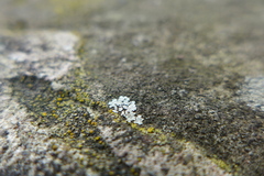 Protoparmeliopsis muralis