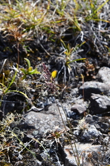 Poa glauca