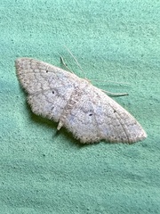 Scopula hypochra
