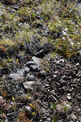Poa glauca
