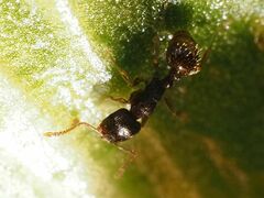 Tetramorium