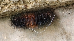 Spilosomina
