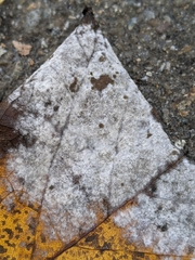 Erysiphe liriodendri