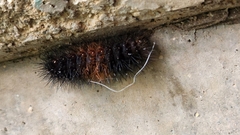 Spilosomina