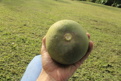 Pouteria lucuma