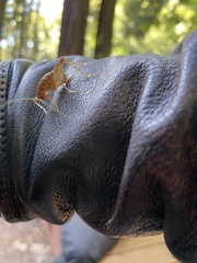 Ceuthophilus californianus