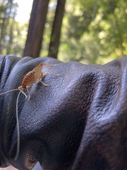 Ceuthophilus californianus