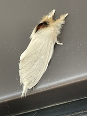 Trichiocercus sparshalli