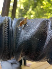 Ceuthophilus californianus