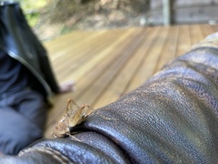 Ceuthophilus californianus