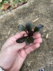 Ajuga reptans
