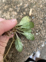 Ajuga reptans