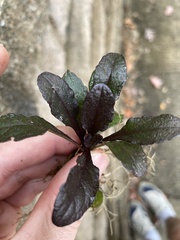 Ajuga reptans