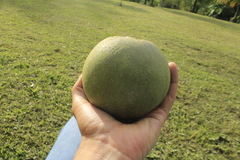Pouteria lucuma