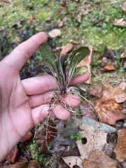 Ajuga reptans